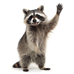 Obraz premium A raccoon standing on its hind legs with one paw raised against a plain white studio background view