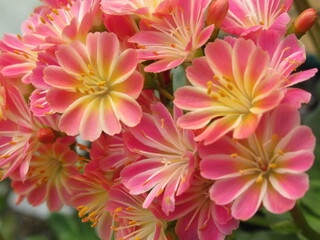 Zbliżenie na kwiaty rośliny z gatunku lewisia © Kumulugma