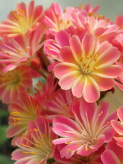 Zbliżenie na kwiaty rośliny z gatunku lewisia © Kumulugma