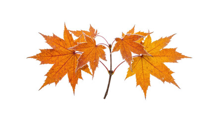 Fototapeta premium Vibrant autumn maple leaves on a delicate branch isolated.