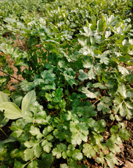 Close up shot of coriander growing on filed.	
