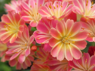 Zbliżenie na kwiaty rośliny z gatunku lewisia © Kumulugma