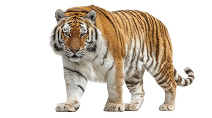 Obraz premium Majestic Bengal Tiger Walking – Isolated on Transparent Background for Wildlife and Nature Design