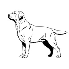 Fototapeta premium Vector art of black and white line drawing of labrador retriever standing