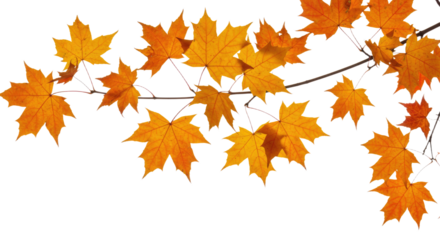 Vibrant autumn maple leaves on branches against white background 4.