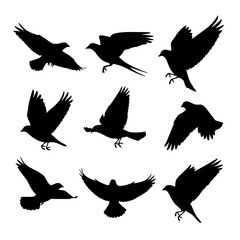 Fototapeta premium Vector art of nine black bird silhouettes in various flight poses