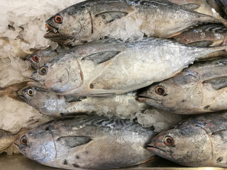 Long-tail tuna fishes  on ice at the seafood booth in the supermarket