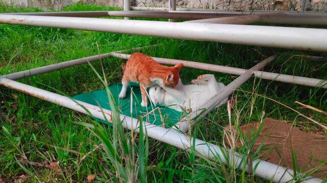 Close-up on two young street cats having a playful fight.