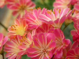 Zbliżenie na kwiaty rośliny z gatunku lewisia © Kumulugma