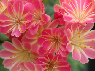 Zbliżenie na kwiaty rośliny z gatunku lewisia © Kumulugma