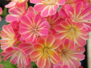 Zbliżenie na kwiaty rośliny z gatunku lewisia © Kumulugma