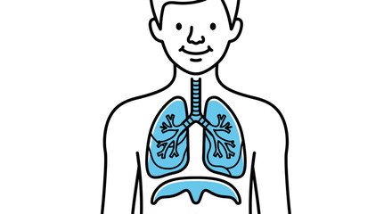 Illustration depicting human respiratory system highlighting the lungs and diaphragm region