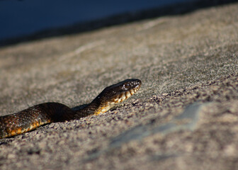 Water snake in the sun