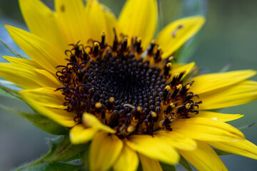sunflower with a withering disc that looks like dancing bees

