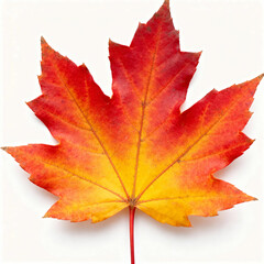 Obraz premium Single autumn maple leaf with red, orange, and yellow tones on white background
