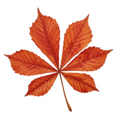 Detailed autumnal chestnut leaf displaying intricate veins and textures isolated on white background