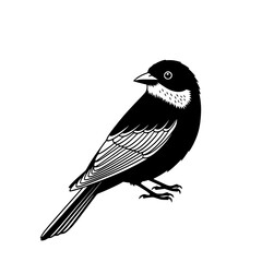 Obraz premium Vector art of black and white bird illustration with detailed feathers