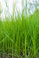 Close-up of grass detail,Close up of fresh thick grass with water drops in the early morning.