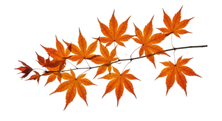 Vibrant orange autumn maple leaves gracefully adorn a slender branch.