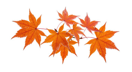Vibrant orange autumn maple leaves on a delicate branch showcasing seasonal beauty.