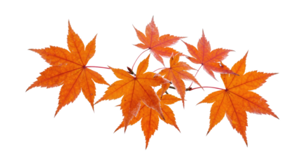 Vibrant orange autumn maple leaves on a delicate branch showcasing seasonal beauty.