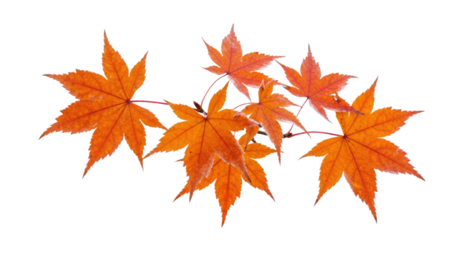Vibrant orange autumn maple leaves on a delicate branch showcasing seasonal beauty.