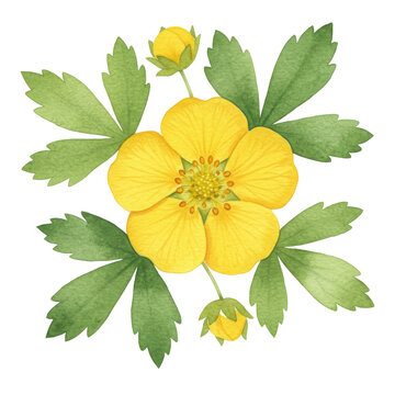 Watercolor tormentil flower with buds and serrated leaves botanical illustration isolated on white background