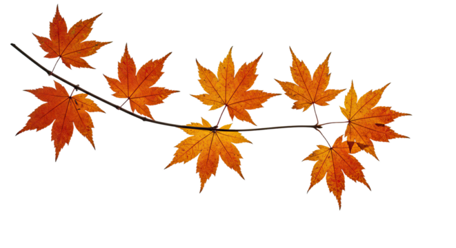 Vibrant orange maple leaves adorning a slender branch in autumn.