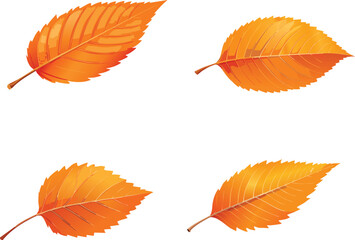 Collection of Bright Orange Autumn Leaves Isolated on White