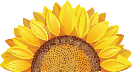 Isolated sunflower head with seeds visible