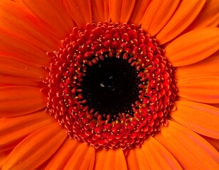 Close-up of an orange gerbera daisy