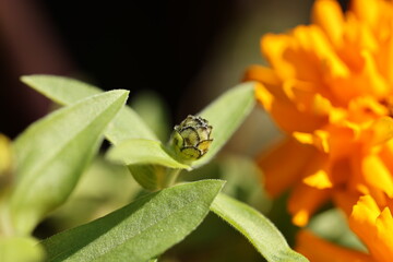 Stages of Orange Zinnia: Bud