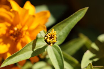 Stages of Orange Zinnia: Petal Growth