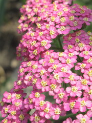 Zbliżenie na kwiaty ozdobnego krwawnika © Kumulugma