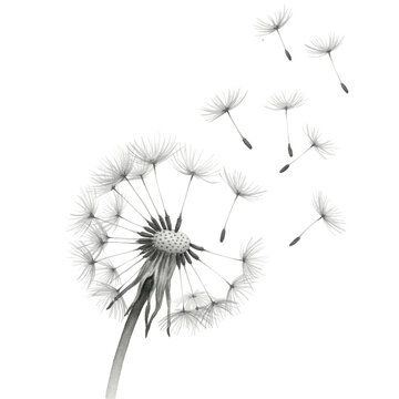 Delicate watercolor dandelion with dispersing seeds and artistic detail isolated on white background