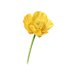 Delicate watercolor illustration of a vibrant yellow buttercup isolated on white background