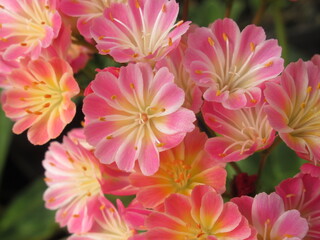 Zbliżenie na kwiaty rośliny z gatunku lewisia © Kumulugma