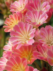 Zbliżenie na kwiaty rośliny z gatunku lewisia © Kumulugma