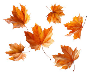Obraz premium A collection of vibrant orange maple leaves, isolated on transparent background, showcasing the beauty of autumn foliage and the changing seasons