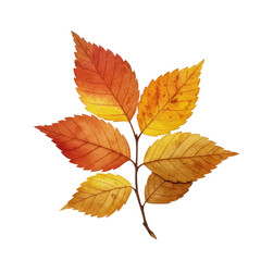 Fototapeta premium Autumnal ash leaf displaying vibrant shades of red, orange, and yellow isolated on white background