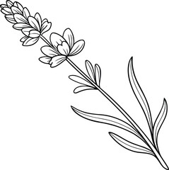 Hand drawn lavender flower stem silhouette isolated on transparent background