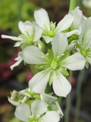 Zbliżenie na kwiat rośliny z gatunku dionaea © Kumulugma