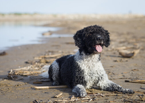 Curly-haired brown and white dog walking on a sandy beach with tongue out, enjoying the outdoors. Natural pet portrait capturing joy, freedom, and playful spirit