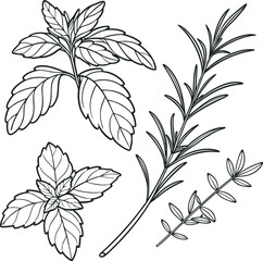 Silhouette outline of mint and basil herbal plants isolated on transparent background