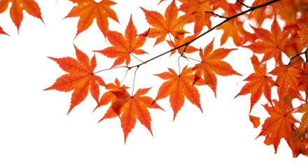 Vibrant orange maple leaves in autumn season against a bright white sky.