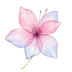 Watercolor translucent flower with pink and blue hues isolated on white background