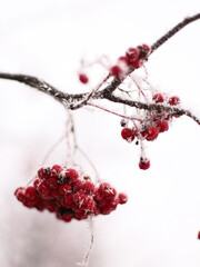 Rowan berries covered with frost on winter branch

