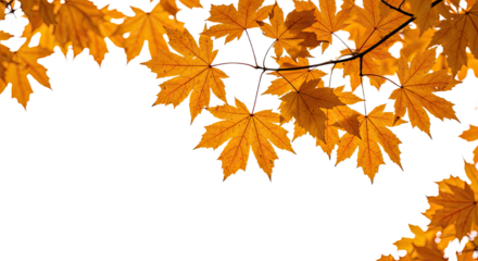 Vibrant orange maple leaves in autumn season against white background 2.