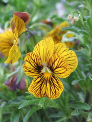 Zbliżenie na kwiaty bratka © Kumulugma