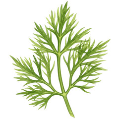 Fototapeta premium Detailed watercolor depiction of a green, finely-divided leaf with stem isolated on white background